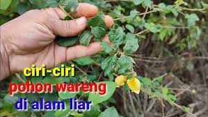 Bahan bonsai klampis atau arabica di alam liar ternyata tidak mudah. Mengenal Ciri Ciri Bahan Bonsai Wareng Bintang Di Alam Liar Youtube