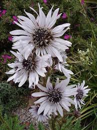 Image result for Berkheya speciosa