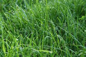 Common Grass Types In Richmond Va Because Richmond Va Lies Within The Transition Zone Both Warm Season And Cool Seaso Best Grass Seed Overseeding Grass Seed