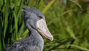 Facts about the Shoebill Stock bird | Uganda Safari Tours | Uganda Wildlife
