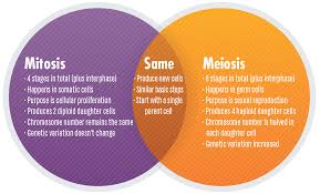 Mitosis produces genetically identical daughter cells from the parent cells while meiosis produces daughter cells that contain half of the genetic material of the parent cell. Mitosis Vs Meiosis Key Differences Chart And Venn Diagram Technology Networks