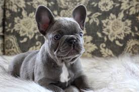 We did not find results for: Speedwell Forge French Bulldogs About Us