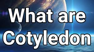 Cotyledon Meaning In Marathi | Cotyledon Translation In Marathi - Shabdkosh