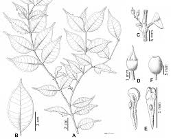 Image result for Memecylon myrianthum