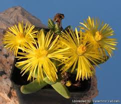 Image result for Hereroa