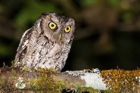 These are defensive, territorial warnings. Montane Forest Screech Owl Megascops Hoyi Birds Of The World