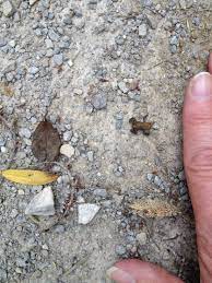 The Tidgiest Frog Ever Dashing Madly Across My Path Pugneys Country Park Wakefield West Yorkshire Country Park Yorkshire West Yorkshire