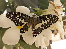 Today's guest speaker for final year Ar. Ramiz Baig along with our students  released the four lime butterflies that hatched today morning (three of  mine and one raised by Farida Ghaffar). Thank