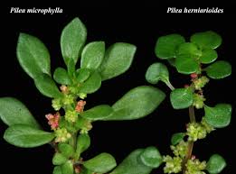 Image result for Pilea angolensis