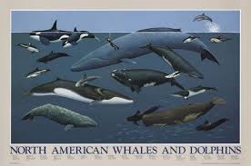 North American Whales And Dolphins Posters Product Catalog