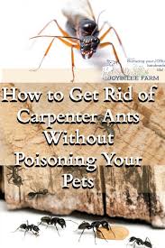 How To Get Rid Of Carpenter Ants Without Poisoning Your Pets Kill Ants Kill Carpenter Ants Carpenter Ant