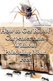 Looking for the top ant poison? How To Get Rid Of Carpenter Ants Without Poisoning Your Pets Kill Ants Ants In Garden Rid Of Ants