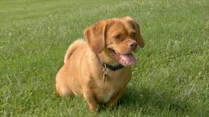 We did not find results for: Best Friends Furever With Kel Mitchell