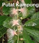 We did not find results for: Anim Agro Technology Pucuk Putat Sejenis Ulam