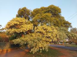 Image result for Ochna pulchra