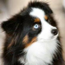 The perfect puppy is waiting for you. Puppyfind Toy Australian Shepherd Puppies For Sale