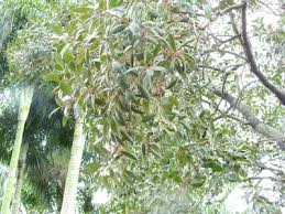 Image result for Euclea natalensis