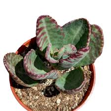 Image result for Kalanchoe humilis