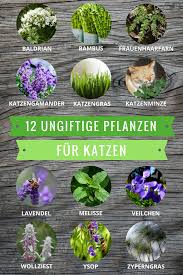 Ungiftige Pflanzen Fur Katzen Diese Arten Durfen Sogar Gefressen Werden Ungiftige Pflanzen Fur Katzen Pflanzen Katzen