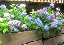 Soil S Ph Affects Color Of Hydrangea Pittsburgh Post Gazette
