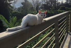 Contact information for moving your pet to hawaii. Hawaii Petrelocation