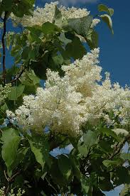 Japanese tree lilac 'ivory silk'. Ivory Silk Tree Lilac Tree Form Syringa Reticulata Ivory Silk Tree Form In Burlington Waterdown Dundas Ontario Ontario On At Connon Nurseries