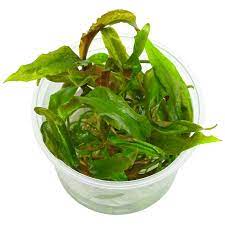 Cryptocoryne usteriana is one of the most popular crypt. Cryptocoryne Usteriana In Vitro Aquasabi Aquaristik Shop