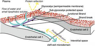 We did not find results for: Workshop On How To Understand The Glycocalyx Ws2 The International Fluid Academy