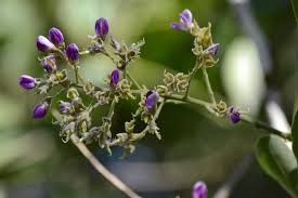 Image result for Philenoptera