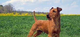 We did not find results for: Irish Dog Breeds Modern Dog Magazine