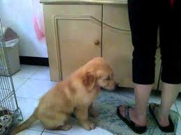2 Months Old Golden Retriever Puppy Wants More Food