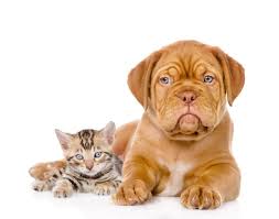 Check spelling or type a new query. Chiots Et Chatons Un Site Pour Trouver Un Eleveur Serieux Actualite Chien Santevet