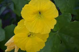This plant is native to. Growing Ridge Gourd In Backyard From Seeds Gardening Tips