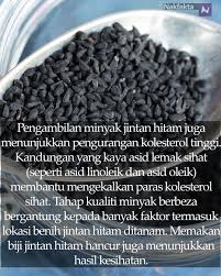 Biji ini berasal dari asia barat daya, eropa selatan, dan afrika utara dan telah dibudidayakan pada beberapa negara lain di dunia seperti eropa selatan. Nak Fakta On Twitter Minyak Jintan Hitam Habbatus Sauda 1 Nakfakta Nakbebel