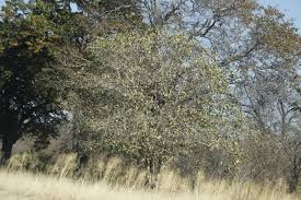 Image result for Philenoptera nelsii