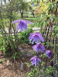 Image result for Clematis pulchra