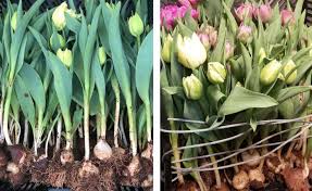 If you cannot get all the tulips in one bunch, it's fine to make, and then cut, two bunches. Growing Cutting Arranging Tulips Flower Magazine