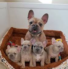 Below are our newest added pups available for adoption in oklahoma. French Bulldog Puppies For You Home Facebook