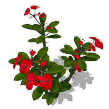 Xfrogplants Crown Of Thorns 3d Model Ad Crown Xfrogplants Model Thorns Crown Of Thorns Plant Leaves Euphorbia Milii