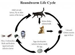 Pet parents might notice intense diarrhea, blood in the stool, vomiting and weight loss both from not eating or from the parasite competing for food in the intestine in kittens that have intestinal worms, lund said. Georgetown Animal Clinic Pc Roundworms In Cats