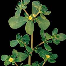 Résultat de recherche d'images pour "beldroega"