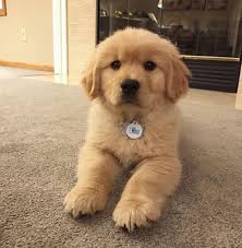 (tsbr) is to provide for the weifare, sheiter and adoption of iost, abandoned, negiected, or homeiess dogs and puppies, specificaiiy; Available Puppies Golden Retriever Puppies