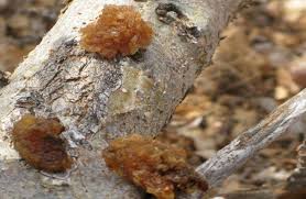 Image result for Commiphora africana