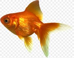 When i first got into goldfish keeping back in 2009, it was the butterfly telescope that immediately captured my attention. Ryukin Telescope Common Goldfish Comet Fantail Png 1144x901px Ryukin Black Telescope Bonyfish Bubble Eye Butterfly Tail