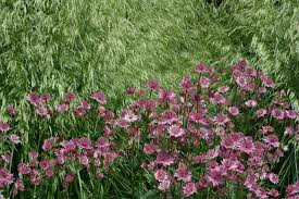 Хотите купить саженцы щучки(луговика) дернистой голдшлеер (deschampsia cespitosa goldschleier)?зайдите на. Deschampsia Cespitosa Goldschleier Ballyrobert Gardens