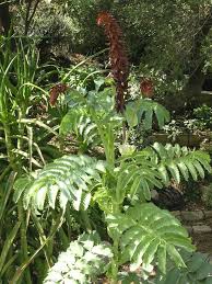 Image result for Melianthus major