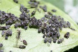 Fungus gnats are black flies that won't do much damage, but. Guide To Vegetable Garden Pests Identification And Organic Controls