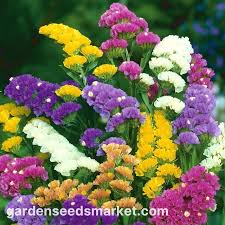 Image result for Limonium sinuatum