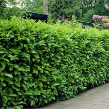 Consider these varieties of fast growing fruit bearing hedge trees. Laurel Hedging Prunus Laurocerasus Rotundifolia Hedging Laurels Approx 2ft Tall Plants Garden Plants