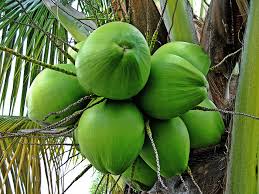 We did not find results for: 8 Ways To Use A Coconut Globein Blog